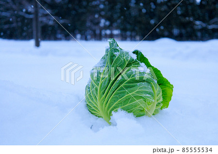 雪下野菜　キャベツ　雪中保存　イメージ 85555534