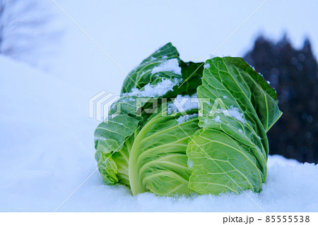 雪下野菜　キャベツ　雪中保存　イメージ 85555538