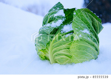 雪下野菜 キャベツ 雪中保存 イメージ 雪下野菜 キャベツ 雪中保存 イメージ 85555539