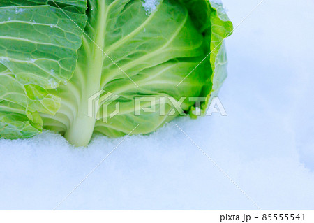 雪下野菜 キャベツ 雪中保存 イメージ 雪下野菜 キャベツ 雪中保存 イメージ 85555541