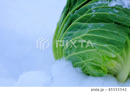 雪下野菜　キャベツ　雪中保存　イメージ 85555542
