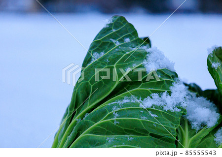雪下野菜　キャベツ　雪中保存　イメージ 85555543
