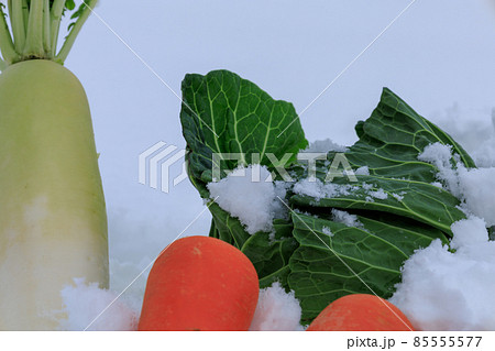 雪下野菜　雪中保存　イメージ 85555577