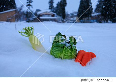 雪下野菜 雪中保存 イメージ 雪下野菜 雪中保存 イメージ 85555611