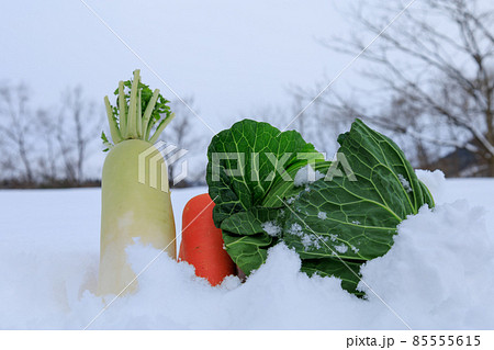 雪下野菜　雪中保存　イメージ 85555615