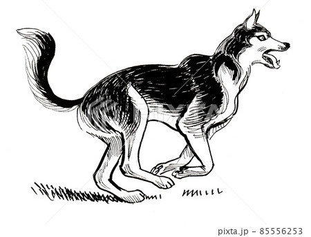 Running husky dog. Ink and watercolour drawing Running husky dog. Ink and watercolour drawing 85556253