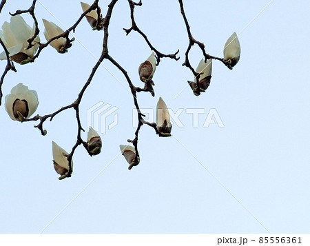 シャンデリアのように空を飾る白木蓮(ハクモクレン)のつぼみ シャンデリアのように空を飾る白木蓮(ハクモクレン)のつぼみ 85556361