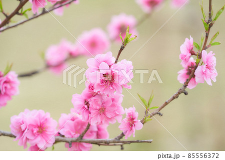 クローズアップした満開の桃の花（ハナモモ）の素材 85556372