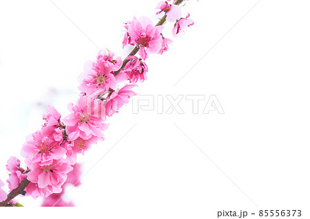 白背景のクローズアップした満開の桃の花(ハナモモ) 白背景のクローズアップした満開の桃の花(ハナモモ) 85556373