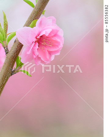 ふんわり明るい一輪の桃の花（ハナモモ）のクローズアップ素材 85556382