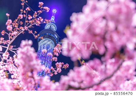 東京スカイツリーと河津桜のライトアップ 85556470