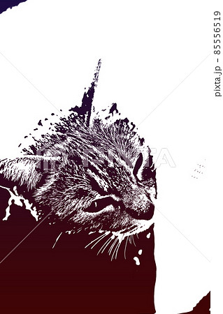 猫 ネコ ねこ キジトラ 白 グレー 子猫 雌 メス 雌ねこ 雌ネコ 雌猫 元気 かわいい 癒し 85556519