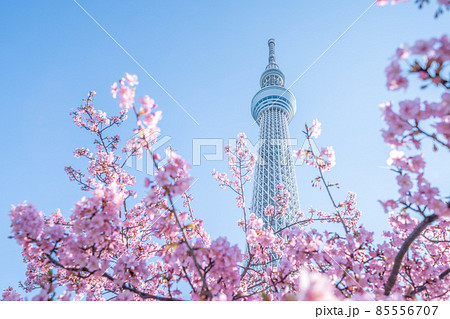 「東京都」東京スカイツリーと河津桜 「東京都」東京スカイツリーと河津桜 85556707