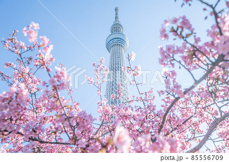「東京都」東京スカイツリーと河津桜 85556709