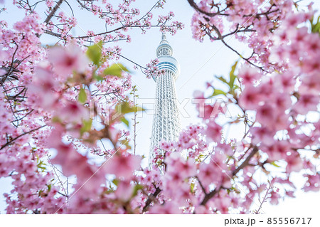 東京都 東京スカイツリーと河津桜の写真素材