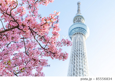 「東京都」東京スカイツリーと河津桜 「東京都」東京スカイツリーと河津桜 85556834