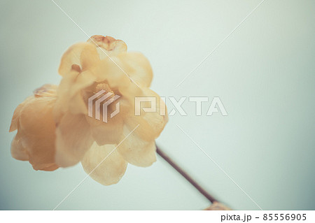 蝋梅 蝋梅 85556905