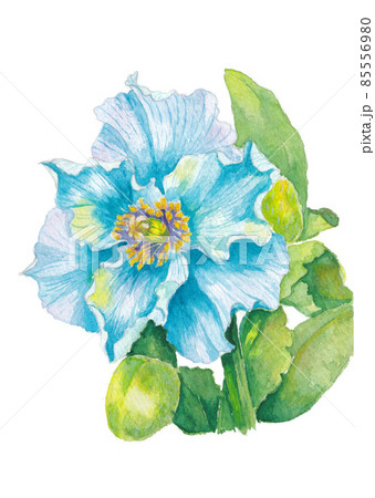 ヒマラヤのブルーポピー 青いケシの花の手描き水彩画のイラスト素材