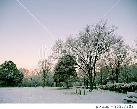 雪が積もった東京都多摩市鶴牧西公園 85557208