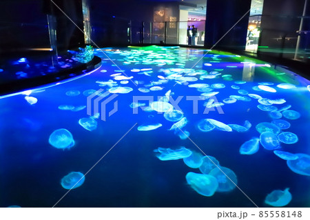 すみだ水族館 クラゲエリア 「ビッグシャーレ」 すみだ水族館 クラゲエリア 「ビッグシャーレ」 85558148
