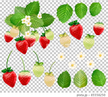 Hand-drawn illustration set material of delicious strawberries, leaves and flowers 85558250