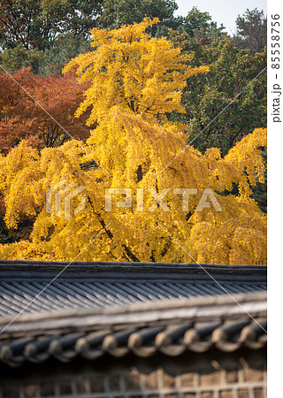 Jongmyo Confucian shrine of the Korean Joseon Dynasty in Seoul, South Korea 85558756