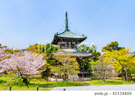 京都 清涼寺 ~多宝塔と桜~ 京都 清涼寺 ~多宝塔と桜~ 85558809