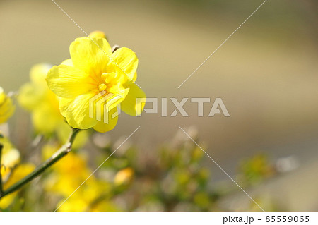 オウバイの花 オウバイの花 85559065