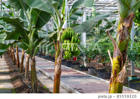 Banana plants growing in a greenhouse 85559320