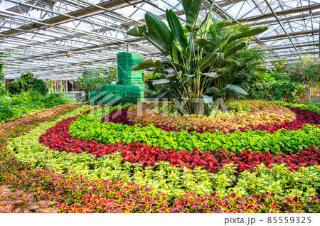 Flower plantation in a greenhouse image stock Flower plantation in a greenhouse image stock 85559325
