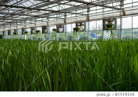 Plants growing in a greenhouse agriculture image stock 85559326