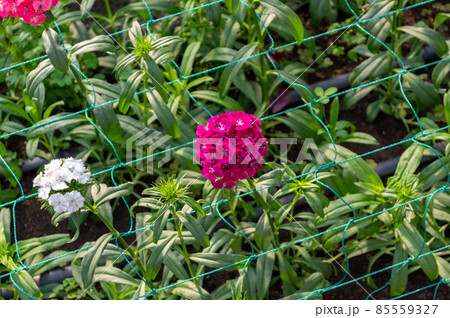 Flower plantation in a greenhouse image stock Flower plantation in a greenhouse image stock 85559327