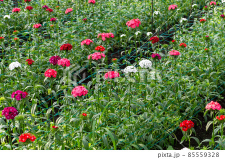 Flower plantation in a greenhouse image stock 85559328