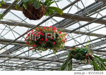 Flower plantation in a greenhouse image stock 85559329