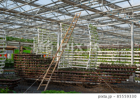 Plants growing in a greenhouse agriculture image stock 85559330