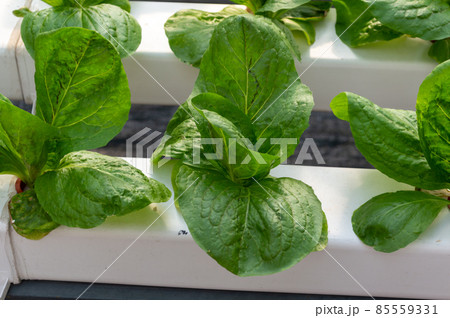 Green salad growing in a greenhouse image stock Green salad growing in a greenhouse image stock 85559331