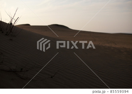 鳥取 四季の散歩 春 砂丘 鳥取 四季の散歩 春 砂丘 85559394