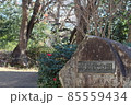 弘法松公園（こうぼうのまつこうえん）の自然と木立 85559434