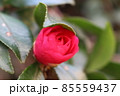 咲き始めの赤い寒椿のクローズアップ 85559437