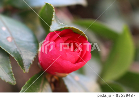 咲き始めの赤い寒椿のクローズアップ 咲き始めの赤い寒椿のクローズアップ 85559437
