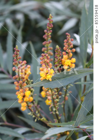 マホニアコンフューサの黄色い花 85559438