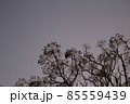 夕空に浮かび上がる植物のシルエット 85559439