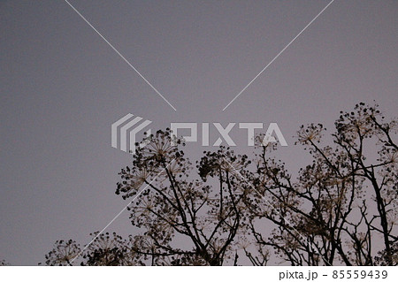 夕空に浮かび上がる植物のシルエット 夕空に浮かび上がる植物のシルエット 85559439
