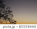 夕暮れ空のグラデーションに映える木のシルエット。和テイスト 85559440