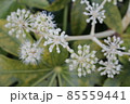 ヤツデの花のクローズアップ 85559441