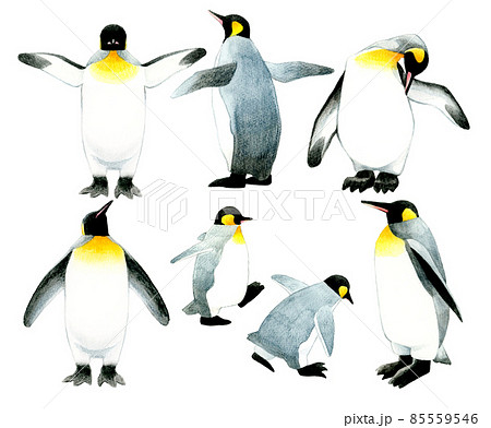 色々なポーズのキングペンギンのセット 手描き水彩イラスト素材集のイラスト素材