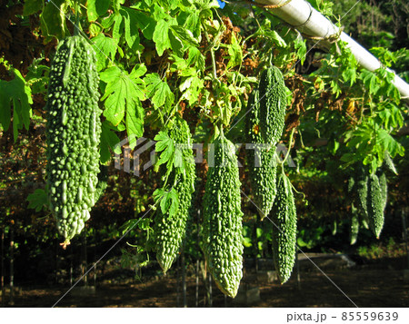 沖縄　立派に育ったゴーヤ 85559639