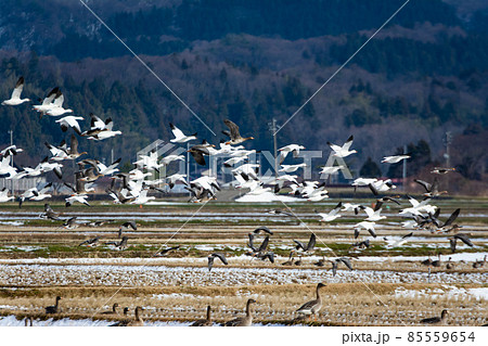 飛翔するガン（雁）の群れ 85559654