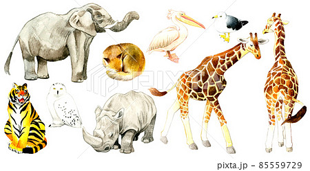 動物園の生き物の絵セット　手描き水彩イラスト素材集 85559729