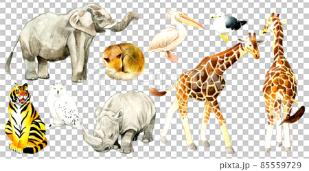 動物園の生き物の絵セット　手描き水彩イラスト素材集 85559729